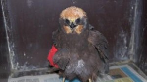 Първа жертва на бракониери след откриването на ловния сезон у