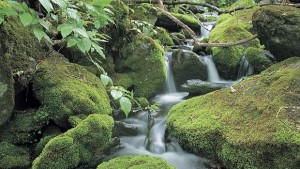 Вижте как мъхът помогнал за появата на кислород на Земята