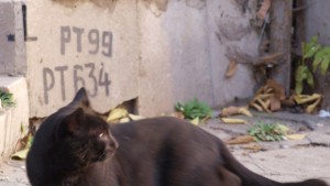 Котка се заклещи под капака на кола шофьорката потърси помощ