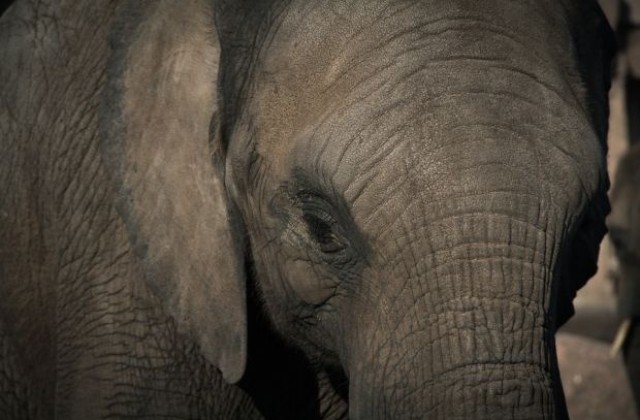 Влак уби четири слона в Шри Ланка