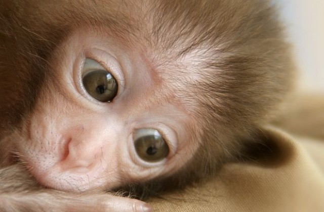 Дебют пред публика: Първи снимки на маймунчето от най-рядката порода в света