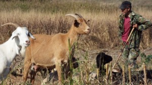 Антраксът туларемията и бруцелозата са заболявания по животните опасни и