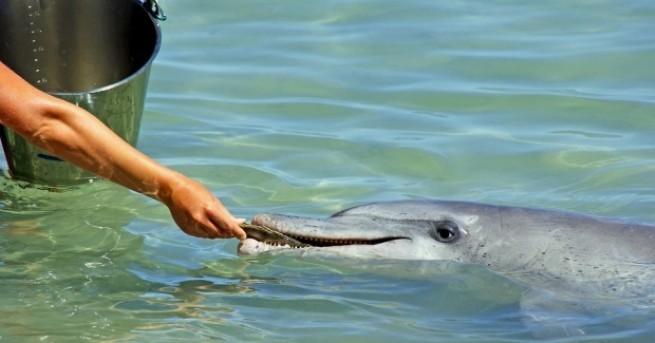 Туристи успяха да спасят заседнал в пясъка делфин на плажа