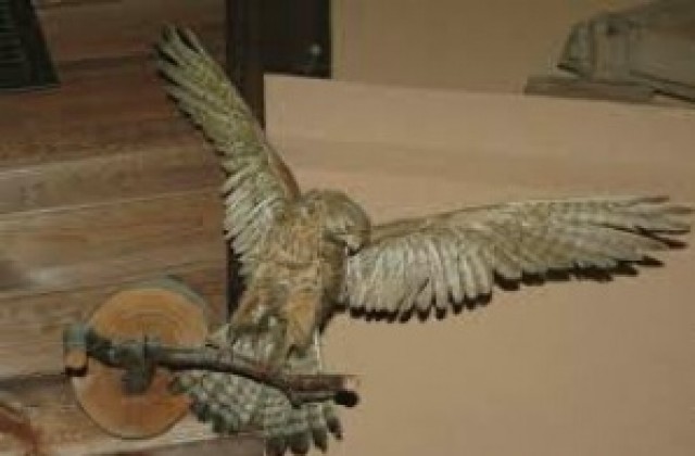 РИОСВ – Плевен конфискува препарирани животни от защитени видове