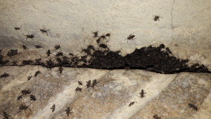 Непознати буболечки налазиха шуменско село