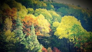 Фотоконкурс Снимай гората