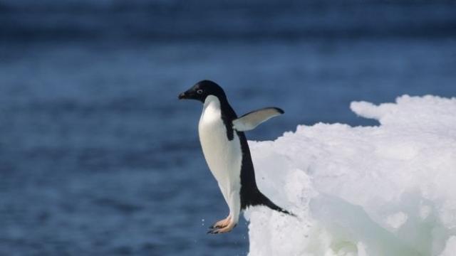За първи път: Учени откриха заразени с птичи грип бозайници близо до Антарктида