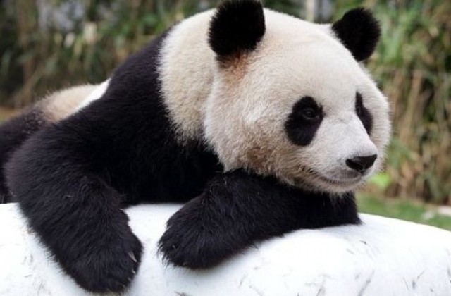 Близначетата, родени от пандата Ян Ян, се развиват чудесно