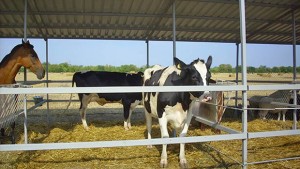 Връчиха наградите на 24то изложение Селското стопанство и всичко за