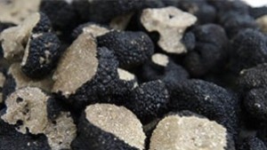 Активни проверки на горските разкриха незаконен добив на трюфели в