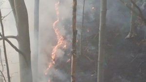 Служители на държавните лесничейства са се борили с огнената стихия