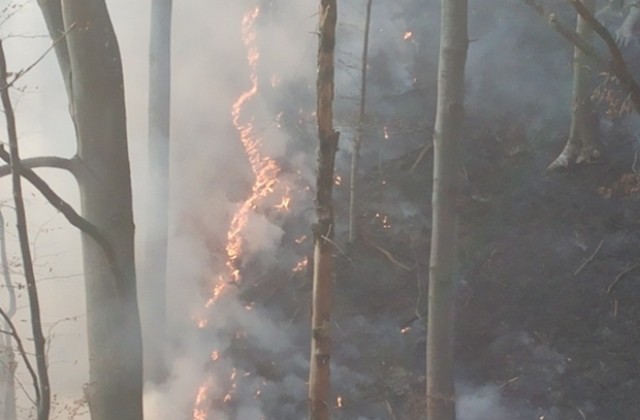 Служители на държавните лесничейства са се борили с огнената стихия, наред с пожарникарите