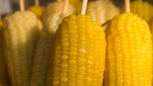 Крадците труд не ги плаши