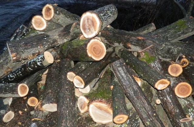 Близо 30 кубика нелегален дървен материал засечен в Кулско