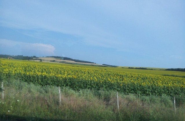 Прибраха пшеницата в Сливенско, жъне се слънчогледа
