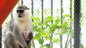 Зоопаркът се напълни с нови бебета