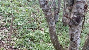 Благороден елен загина в бракониерска примка