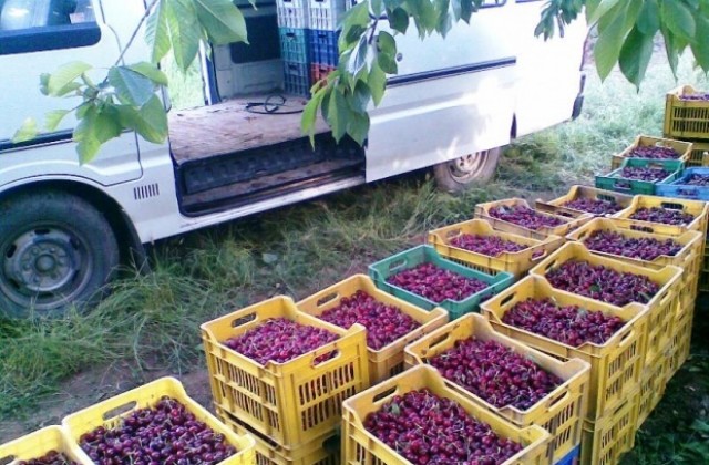 Инвеститор иска да строи хладилна база за плодове в Дворище