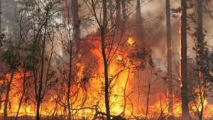 Продължава гасенето на пожара край старозагорското село Колена