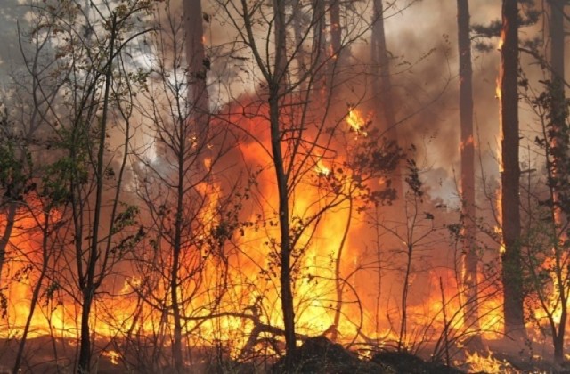 Пожари унищожи 100 дка лозя в село Долно Българчево