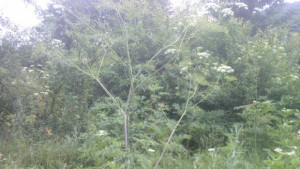 Облачно време със слаб дъжд