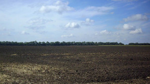 Изключително добра година за пшеницата като добив 563 кг дка