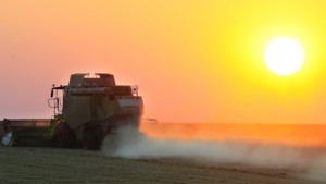 Реколтата от пшеница е добра изкупните цени са пониски