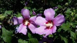 Времето на 30 август Слънчево температурите до 33 градуса