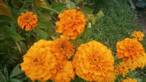 Предимно слънчево време в региона