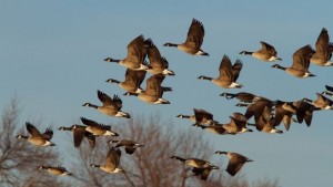 Интерактивна карта показва мигрирацията на видовете в резултат на глобалното