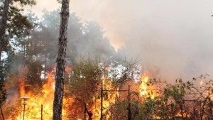 Задържаха баща и син за пожара край с Българска поляна