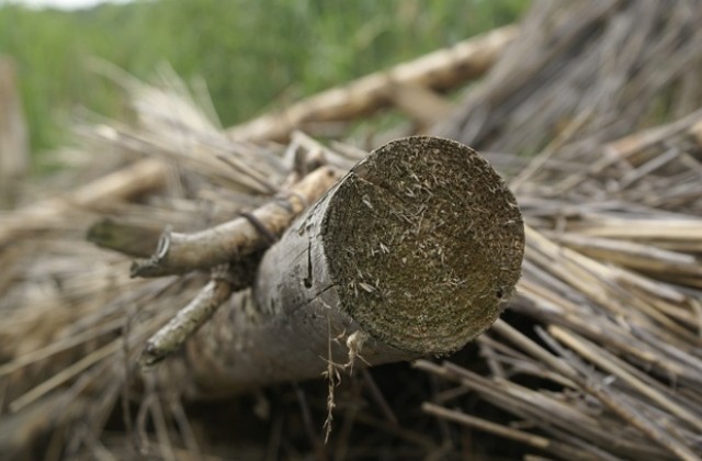 Засякоха незаконен добив на дървесина и трюфели край Балчик