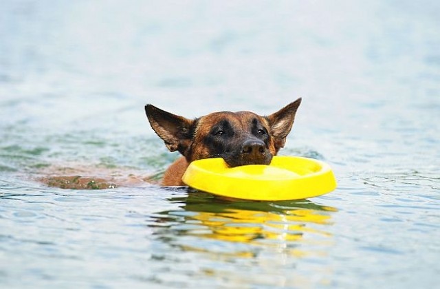 Куче преплува 10 км, за да се върне при семейството си (ВИДЕО)