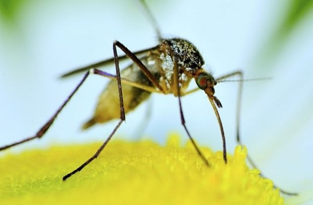 Комари, преносители на Зика - вече и в САЩ