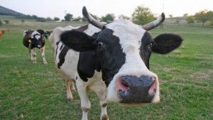 Стадо крави унищожи царевична нива