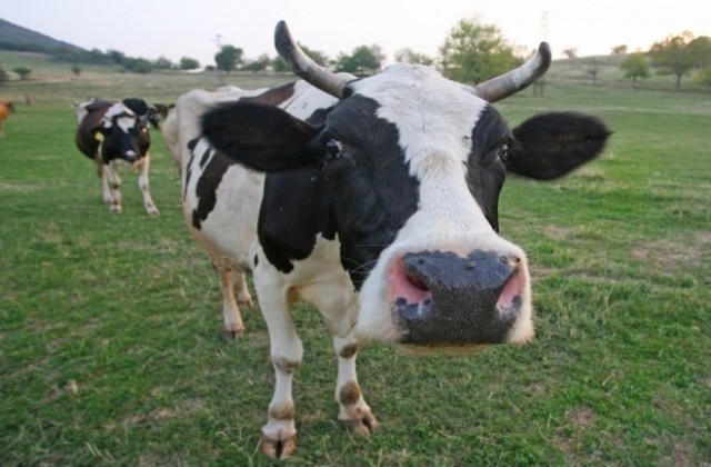 Стадо крави унищожи царевична нива