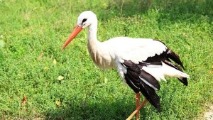 Щъркел тормозел германско село хората си отдъхнаха като отлетя на