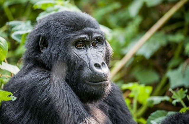Най-голямата горила в света е на път да изчезне