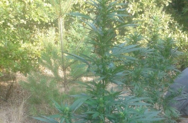 Спипаха младежи, докато си поливат канабиса