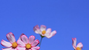 Облачно и похладно време в деня на Съединението