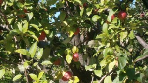 25 максимални температури днес