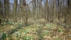 283 дка са залесените площи в Добричко през 2016 г