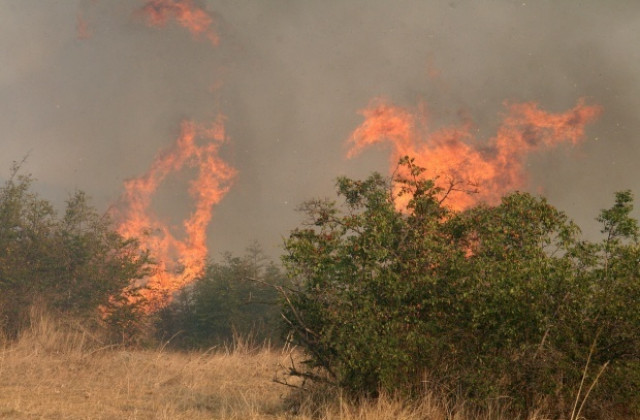 12 горски пожара са регистрирани през август в обхвата на Североизточно държавно предприятие