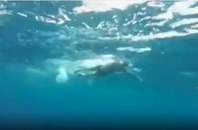 73-годишен японец преплува пролива Цугару (ВИДЕО)