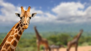 Учени установиха че съществуват четири различни вида жирафи