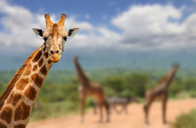 Учени установиха, че съществуват четири различни вида жирафи