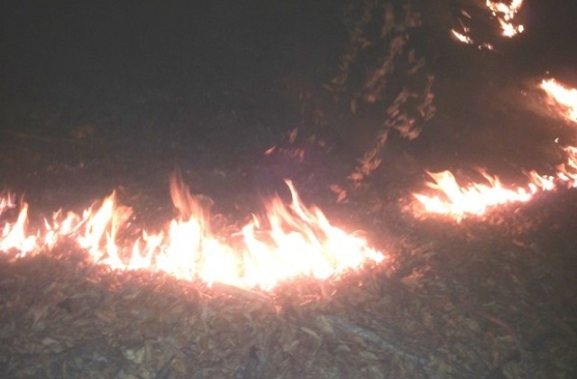 Два сигнала за запалени сухи треви и храсти в района на село Богатово