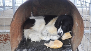 Уличните кучета в Шумен намаляват драстично