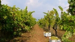 Добра реколта от грозде очакват община Стралджа