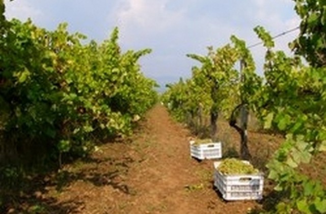 Добра реколта от грозде очакват община Стралджа